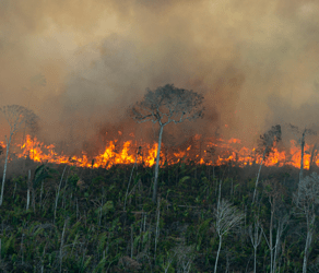 Fogo na Amazônia: Setembro marca a época com maior índice de queimadas.