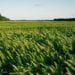 AGRONEGÓCIO: Ambev investe em projeto de auxílio a trabalhadores rurais