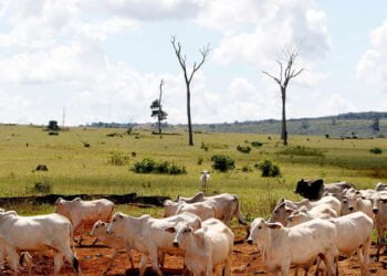 MEIO AMBIENTE: Fundo JBS aporta R$100 milhões para monitoramento de gado