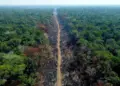 Brasil precisa reduzir desmatamento da Amazônia em 48% para cumprir metas do Acordo de Paris