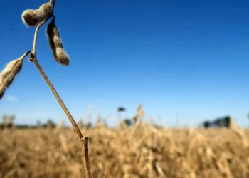 Média de dias com ondas de calor no Brasil aumenta de 7 para 53 em 30 anos; plantação de soja é prejudicada pela terra ressecada