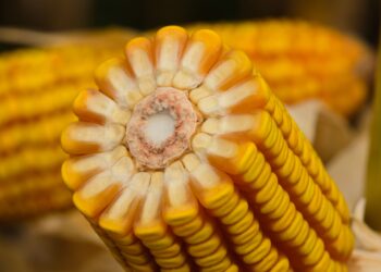 Forseed apresenta novo híbrido de milho para a segunda safra brasileira