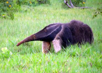 Florestas preservadas da Eldorado Brasil são refúgio de animais ameaçados de extinção