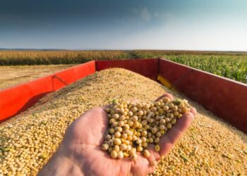 Calor intenso: O clima é determinante para definição da safra de soja e milho?