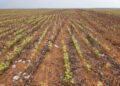 Calor intenso e falta de chuva atrasam o plantio e castigam a soja recém-emergida