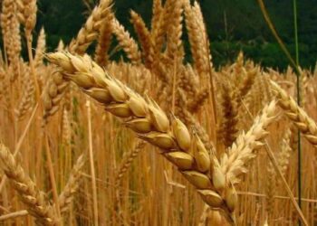 Dia do trigo: segundo tipo de alimento mais consumido do mundo conquistou o mercado cervejeiro