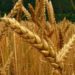 Dia do trigo: segundo tipo de alimento mais consumido do mundo conquistou o mercado cervejeiro
