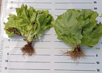 Nutrição do solo com óxido de cálcio aumenta tempo de prateleira das frutas e verduras e reduz desperdícios