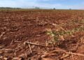 El Niño “dos extremos” prejudica planejamento da safra de grãos