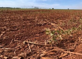 El Niño “dos extremos” prejudica planejamento da safra de grãos