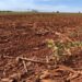 El Niño “dos extremos” prejudica planejamento da safra de grãos