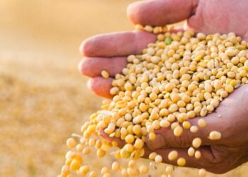 Biond Agro prevê redução de quatro milhões de toneladas na safra de soja 23/24