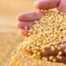 Biond Agro prevê redução de quatro milhões de toneladas na safra de soja 23/24
