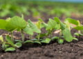 Biotecnologia pode ser aliada dos produtores contra impactos climáticos