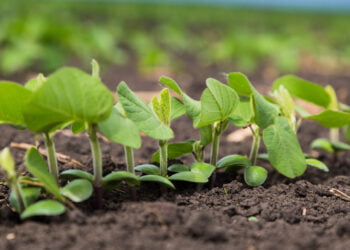 Biotecnologia pode ser aliada dos produtores contra impactos climáticos