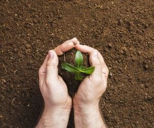 Fertilizantes à base de aminoácidos ajudam a fortalecer as colheitas