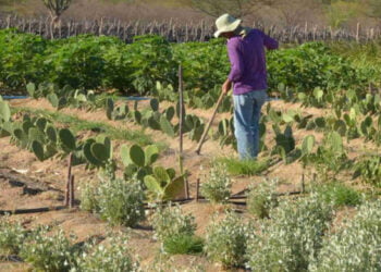 CREA-GO utiliza geotecnologia para ampliar a fiscalização de produção agrícola em 87%