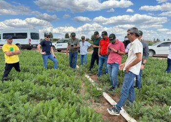 Cultivos irrigados levam brasileiros a Mendoza