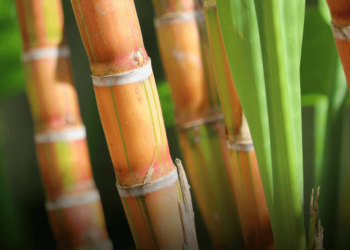 Demanda por insumos para produção de açúcar  tem alta de 40%