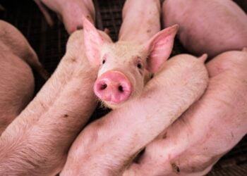 Ranking avalia políticas de bem-estar animal