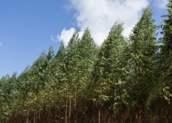 Bracell recebe selo prata do Ecovadis em reconhecimento às práticas de ESG