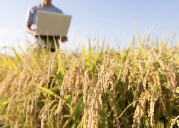 Agroindústria já pode aderir ao programa da Receita Federal que libera pagamento de dívidas tributárias sem juros