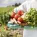 Apesar de ser maioria no agronegócio Brasil, agricultura familiar sofre desafios