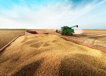 IBGE prevê safra de 306,5 milhões de toneladas para 2024