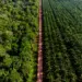 Projeto Agropalma encontra macaco ameaçado de extinção em área monitorada
