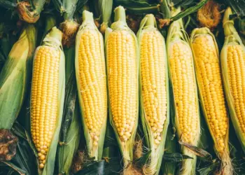 ProVB terá R$ 105 milhões para equalização de preços do milho