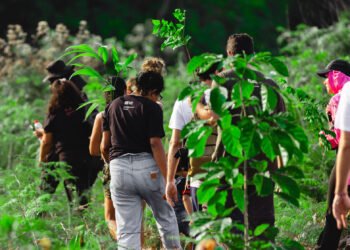 Tropicool se uniu com SOS Amazônia para contribuir com o reflorestamento