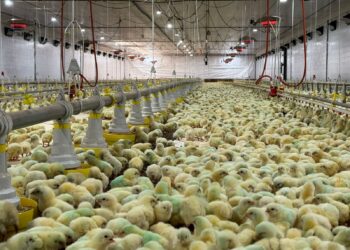 Fuplastic inova avicultura com primeiro ecoaviário do Brasil