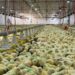 Fuplastic inova avicultura com primeiro ecoaviário do Brasil
