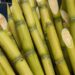 Produtividade de cana cresce na África do Sul e chama atenção de brasileiros