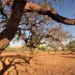 Fórum Econômico Mundial lança relatório sobre o Cerrado