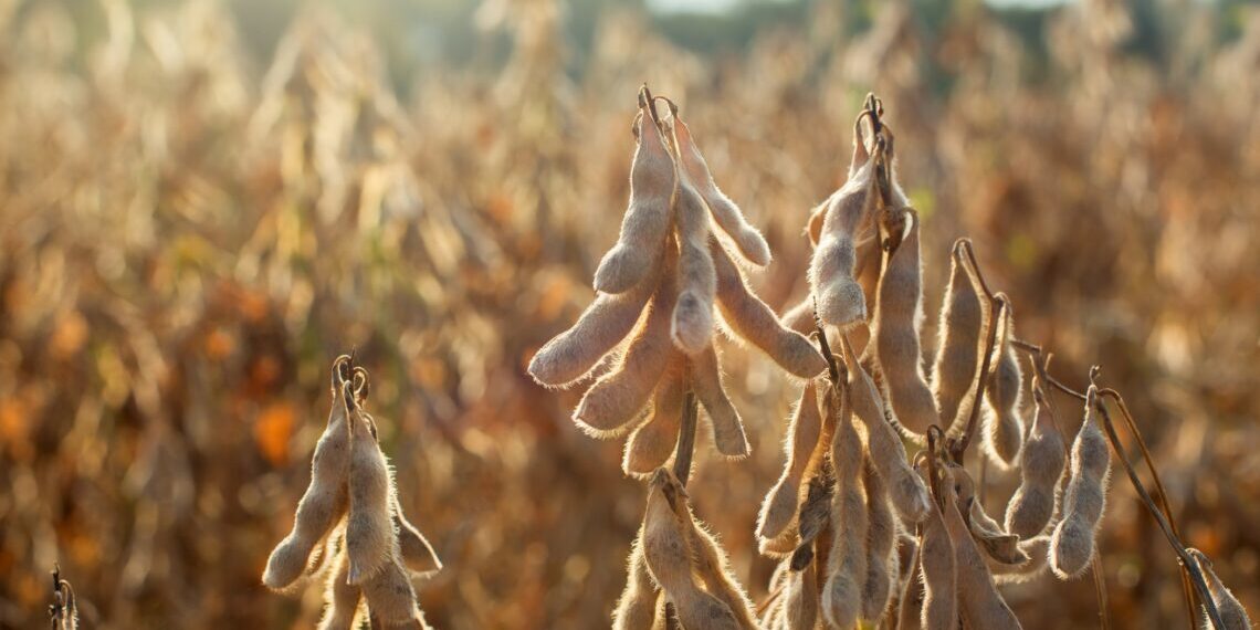 DATAGRO eleva estimativa da produção brasileira de soja e milho 2024/25