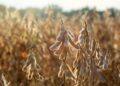 DATAGRO eleva estimativa da produção brasileira de soja e milho 2024/25