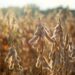 DATAGRO eleva estimativa da produção brasileira de soja e milho 2024/25