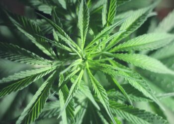 Ações de empresas de maconha disparam nos EUA