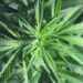 Ações de empresas de maconha disparam nos EUA
