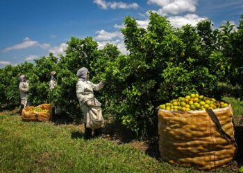Exportações do Agro Paulista ultrapassam R$ 1,9 bilhões