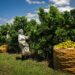 Exportações do Agro Paulista ultrapassam R$ 1,9 bilhões