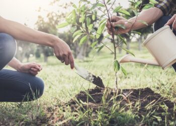 Projeto de reflorestamento de empresas de ônibus de SP colabora com a questão hídrica