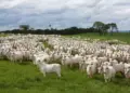 Estudo projeta queda de 25% na produção de carne bovina do Brasil