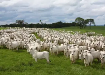 Estudo projeta queda de 25% na produção de carne bovina do Brasil