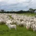 Estudo projeta queda de 25% na produção de carne bovina do Brasil