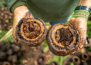 Estudo mapeia soluções para cadeias de produtos da Amazônia