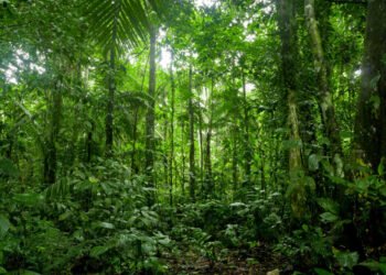 Cofinanciamento impulsiona investimento social privado na Amazônia