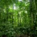 Cofinanciamento impulsiona investimento social privado na Amazônia