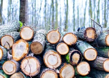 Apesar dos avanços no Brasil, desmatamento se mantém ‘obstinadamente’ alto no mundo